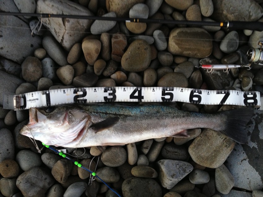 KAZZさん KAZZさん