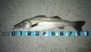 海男27