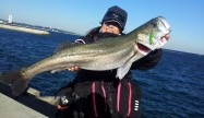 みかちょ82.5cm-1