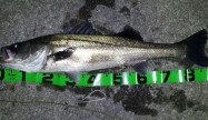 魚恋