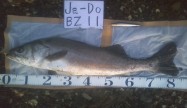 HI3B1277