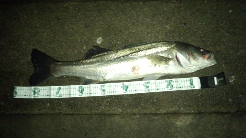 スナイパー（ノブマン）83.1