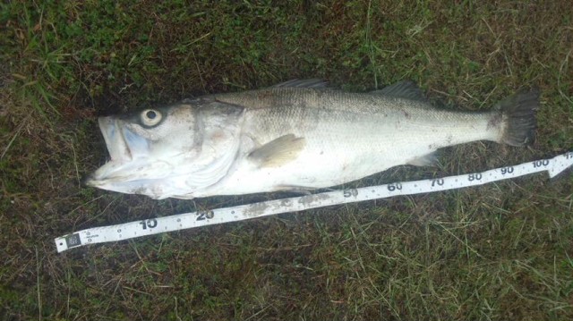 130515_172641_ed 130515_172641_ed