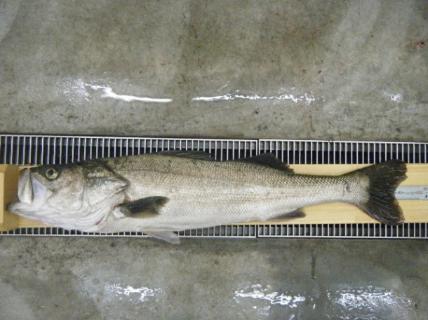 kenty-papas97.5.2 kenty-papas97.5.2