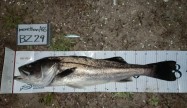 mako09.80