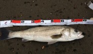 釣坊81