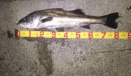 はたぼー82