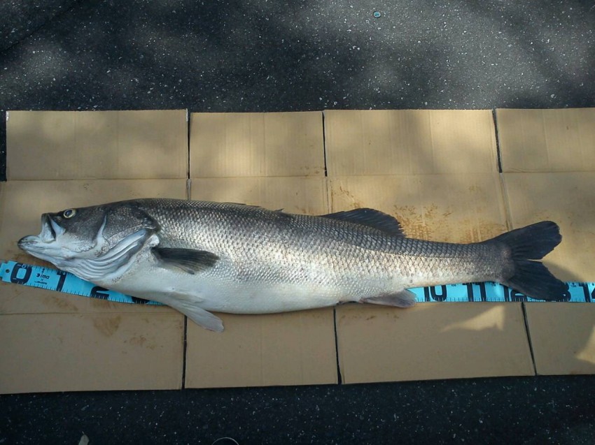 かっくん134 かっくん134