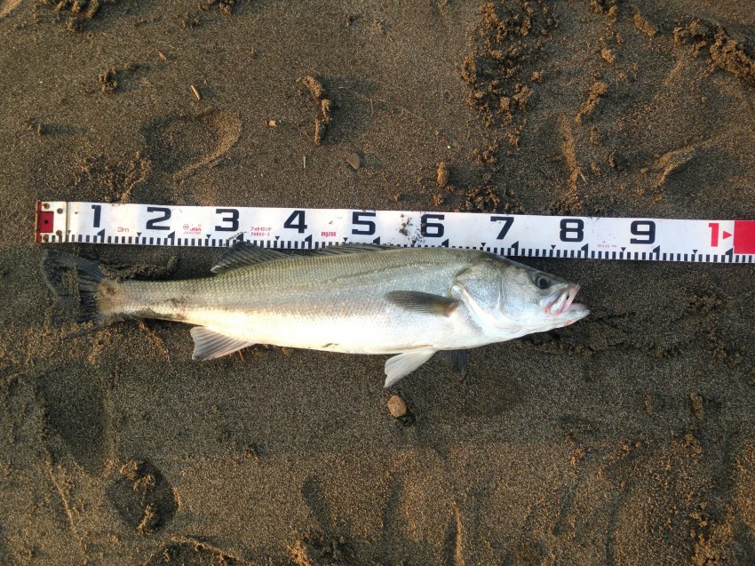 丸勝ザキヤマ80