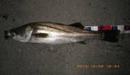 ペテン師87cm