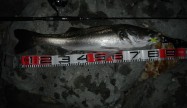 Namihei81