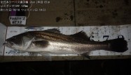 SHUN83