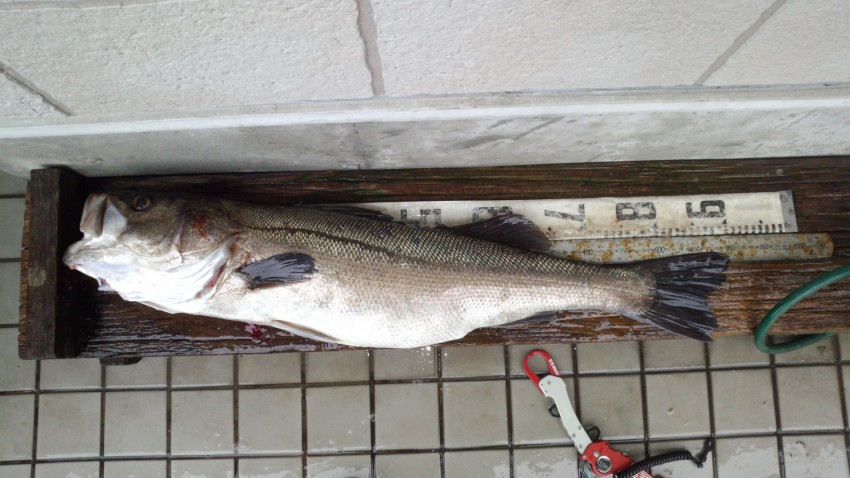 エスティマン90