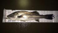 隼人80
