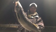 マウロア