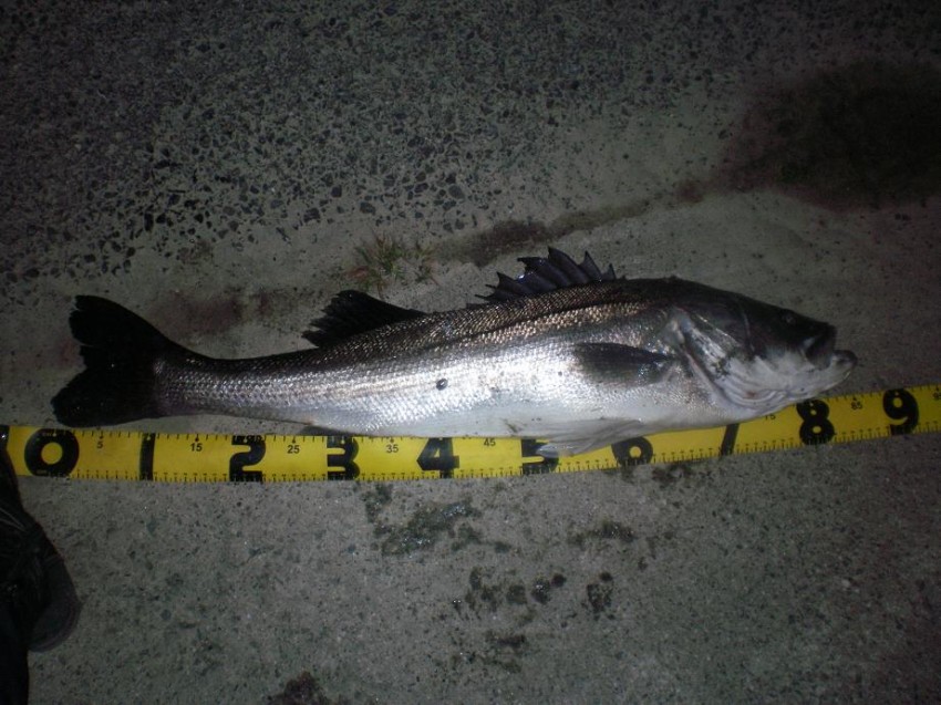 Uniden Digital Camera