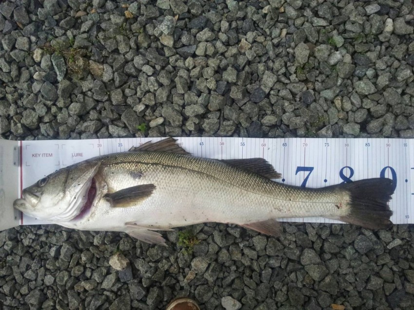 アリゲーターサイトウ91.