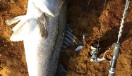 燃えよ、釣りバカ！