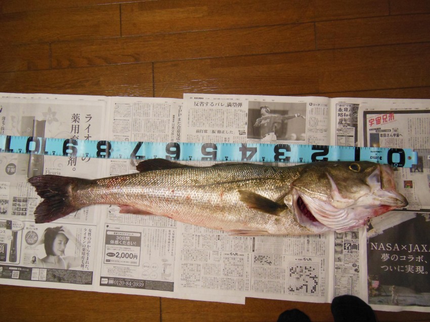 川鱸紀ノ川研究所102