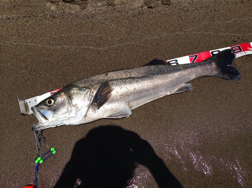 泰吉inc.90 泰吉inc.90