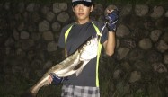 けゐた