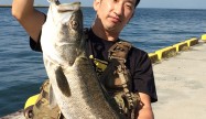 ベイトマニア