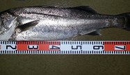 虹海82