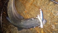 ケンタウロス