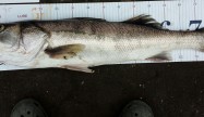 JMU85