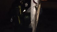 さとまん