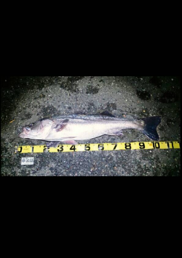 クレイジー越後105