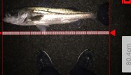 Takey80.4