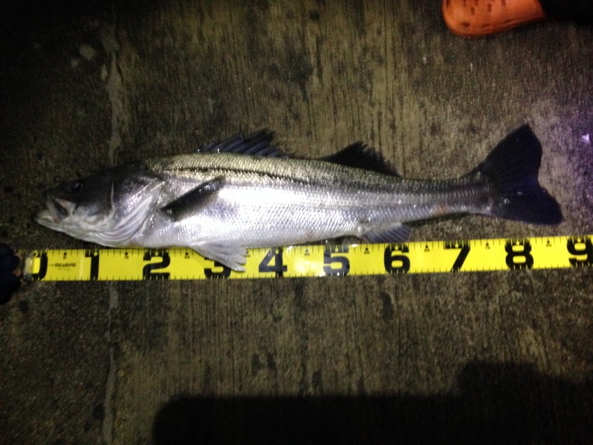 ルアー研究会　M井88