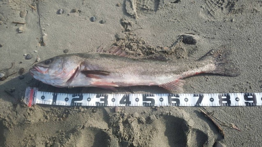 うめっちゃん86