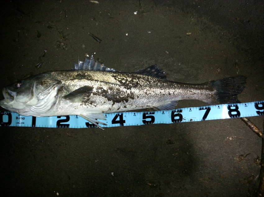 ロックジャンパー86