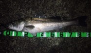 魚恋89