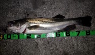 魚恋85