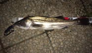 SK83