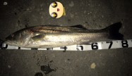 コデラックス80