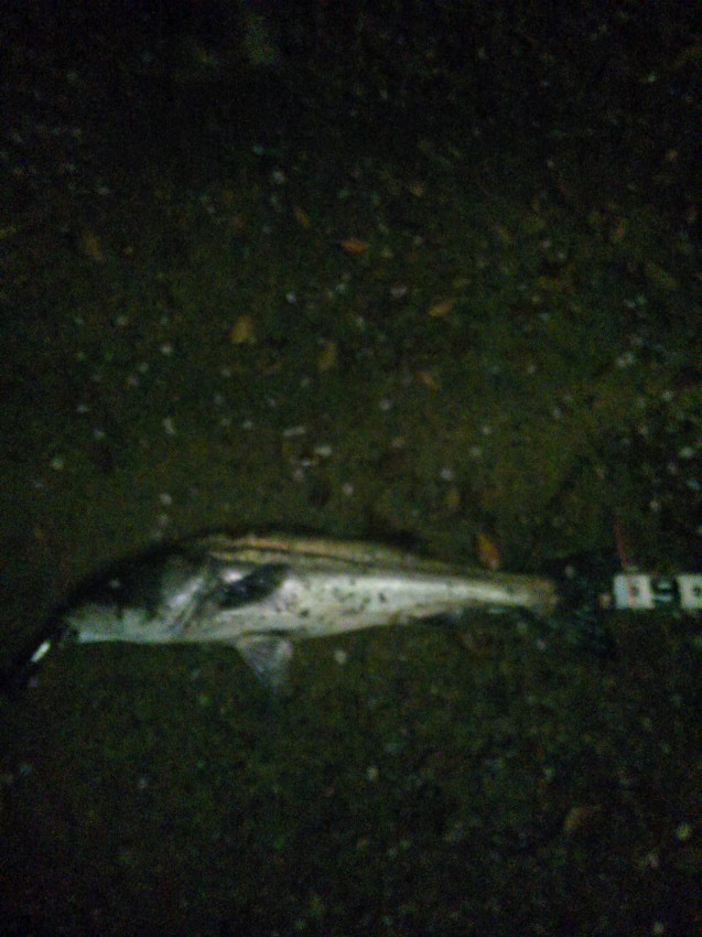 タルモトユウタロウ