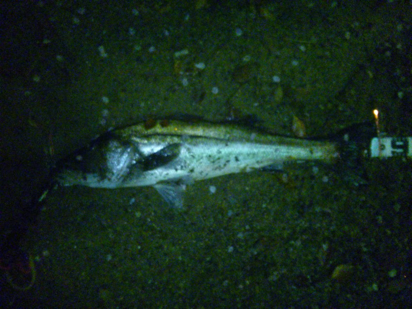 タルモトユウタロウ84