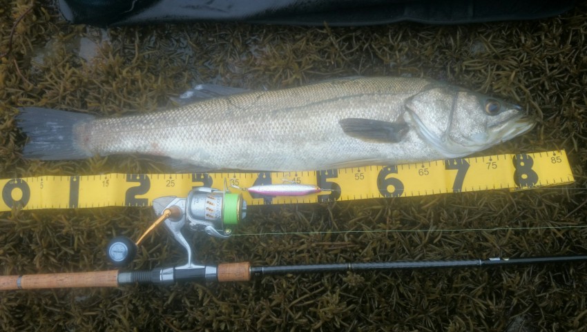 釣りライダーＺ83