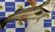 マサヤ