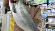 伊豆の銀鮭