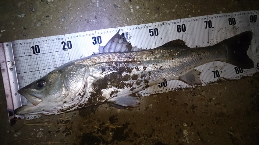 でっかレンジャー89