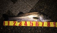 きの85