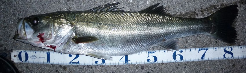 たまおちゃん84