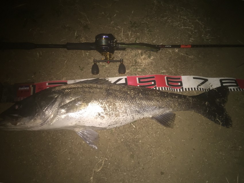 たいようまる81