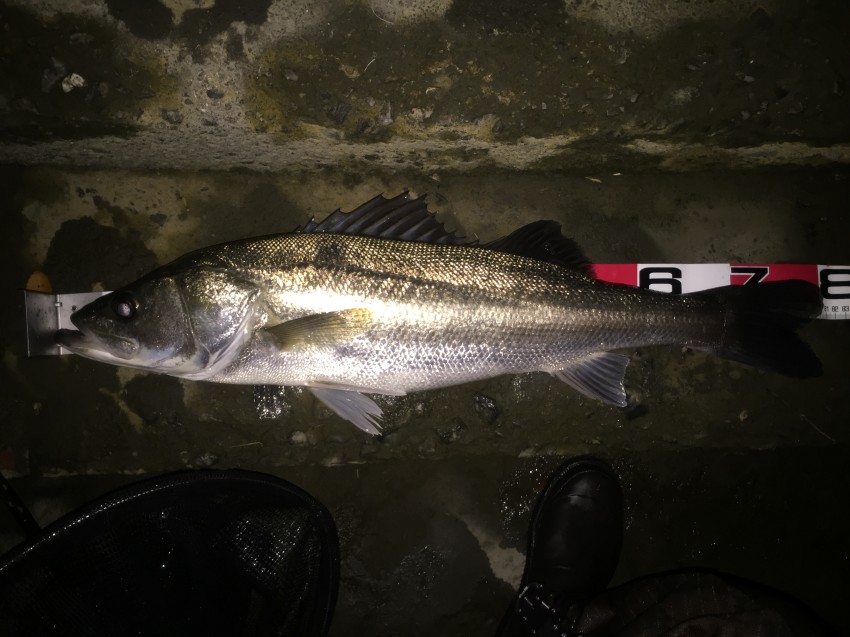 かがちゃんぴ～81