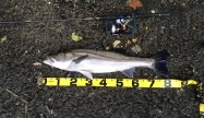 ステラ81